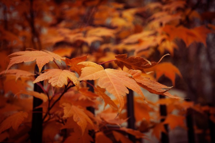 Autumn-Leaves,-Wrought-Iron-fence-2009
