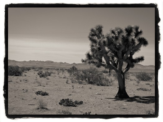joshua-tree