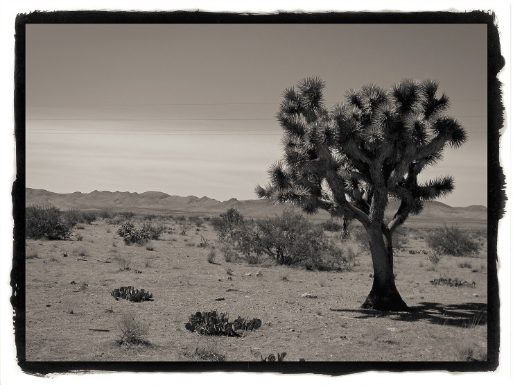 joshua-tree